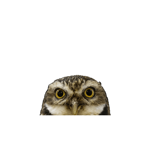 Burrowing Owl Sticker by Valley Zoo Development Society