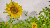 Happy Life GIF