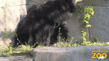 Sniffing Kristen Bell GIF by Brookfield Zoo