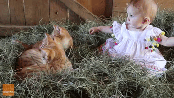 Baby Girl Befriends Goats and Kittens in Barnyard Fun