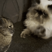 Best Friends Kitten GIF by NZ Collab