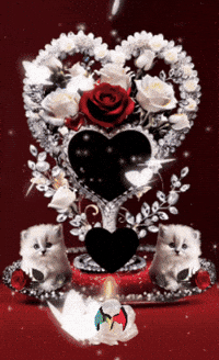 Gatos Amigos GIF by Murcianys LLC