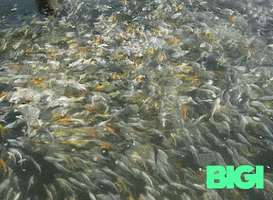 Fish Carp GIF by BIGI_TV