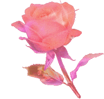 Pink Blooming Sticker by Anne Lee