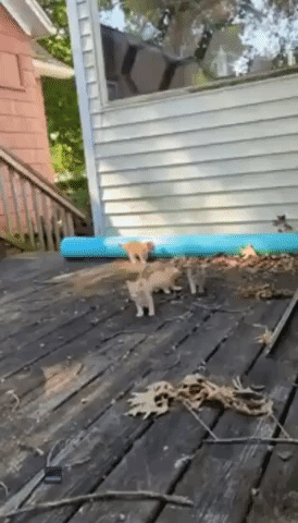 Woman Rescues Family of Feral Kittens in Illinois Neighborhood