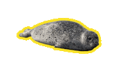 Seal Sticker by Rijkswaterstaat