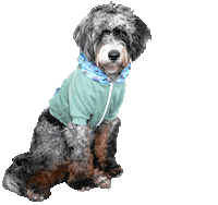 Dog No Sticker