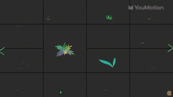 Flowers Animations