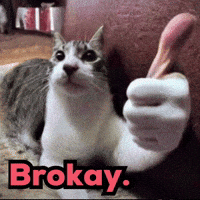 Cool Cat Ok GIF