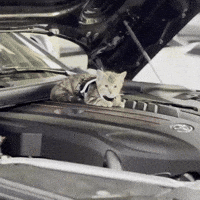 Cat Kitty GIF by Phantom Alliance