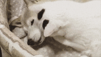 cuteanimalland giphyupload GIF