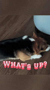 Whats Up Corgi GIF
