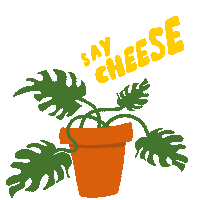 Cheese Plant Sticker by harrietphillips