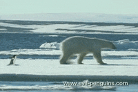 polar bear penguin GIF