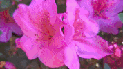 glitch valeriavlo GIF