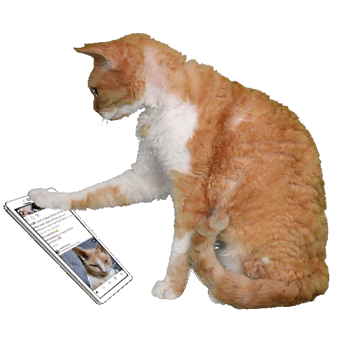 Animated Sticker