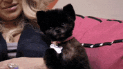 real housewives puppy GIF by RealityTVGIFs