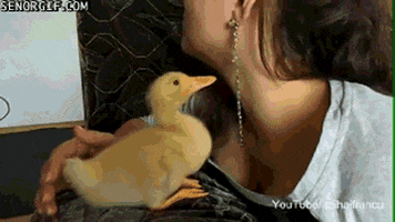 ducks earrings GIF by Cheezburger