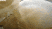 Jellyfish GIF by ViralHog
