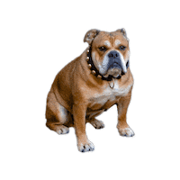Dog Bulldog Sticker by myfoodfactory