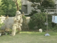 dog dancing GIF