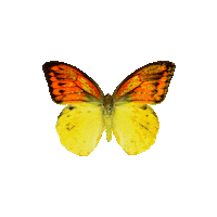 michaeldamnitz butterfly schmetterling michaeldamnitz damnitz Sticker