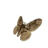 michaeldamnitz butterfly schmetterling michaeldamnitz damnitz Sticker