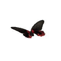michaeldamnitz butterfly schmetterling michaeldamnitz damnitz Sticker
