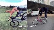 Husky Dog GIF