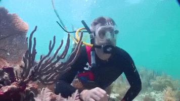 florida GIF
