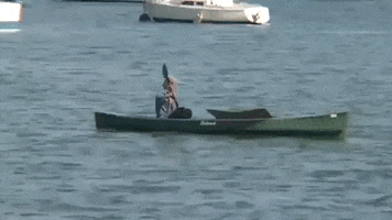 florida GIF
