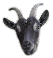 goat STICKER