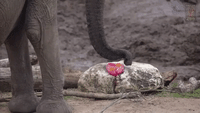 Elephants Enjoy 'Galentine’s Day' 