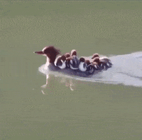 duck GIF by JustViral.Net