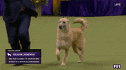 Dogs GIF by Westminster Kennel Club