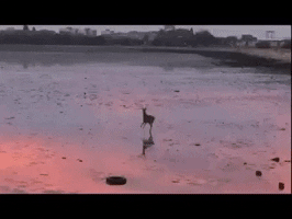Video gif. A small deer prances and hops away on a frozen lake that reflects a beautiful sunset. Text moves with the deer, “Nope, nope, nope, nope, no, no, hello no, nope.”