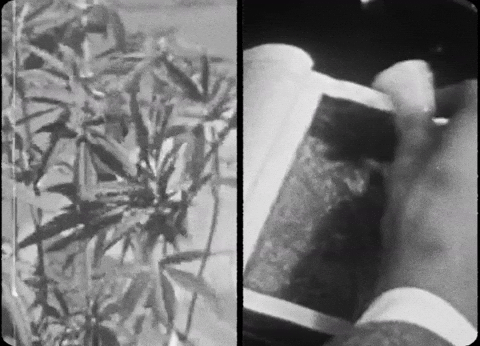 Prince George Pg GIF by IDK