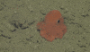 Octopus GIF