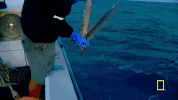 wicked tuna GIF by National Geographic Channel