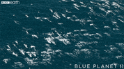 blue planet friends GIF by BBC Earth