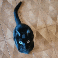 weeweedaily weewee weewee talking GIF