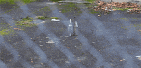 link portland GIF by hateplow