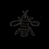 SkyRiverMead bee honeybee mead sweetwine GIF