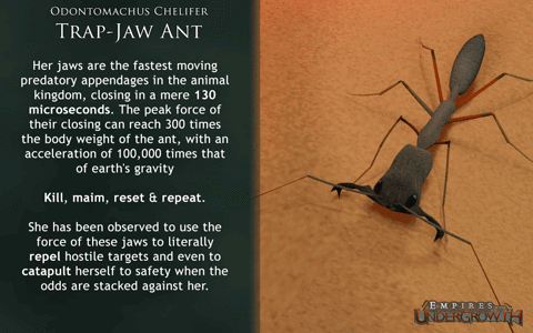 ant GIF