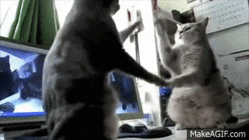 sauce catty GIF