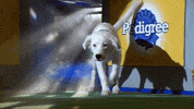 animal planet dog GIF by Puppy Bowl