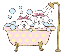 Charlotte Poodle Sticker