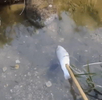 xcbcvccxscxcv giphyupload GIF