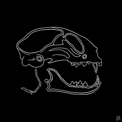 cat skull GIF by littlekingdoms
