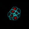 Mouse Development GIF by EMBL